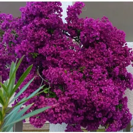 Cali * Alcalá la Real