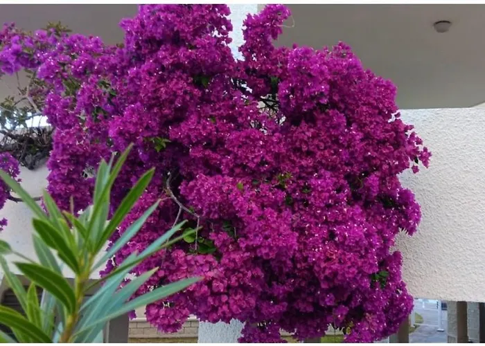 Cali * Alcalá la Real